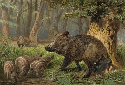 Cinghiale da European School